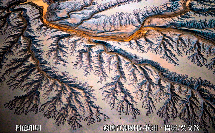 錢塘江潮樹枝/杭州．攝影/吳文欽